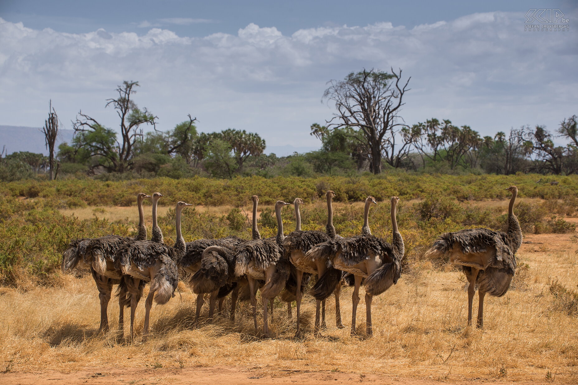 Samburu - Group of female ostriches A large group of female Somali ostriches (Struthio camelus molybdophanes). They differ a little bit from other ostriches because they have a grey-blue neck and the tail feathers are white. The females are slightly larger than the males and browner in plumage.<br />
 Stefan Cruysberghs